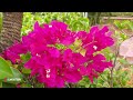 25 വെറൈറ്റി കടലാസ്സു പൂക്കൾ bougainvillea variety