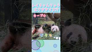 レイちゃん流🐼🎶真夏のエクササイズ!?🍉🍧2024/8/15🍒 #shorts #パンダ #上野動物園