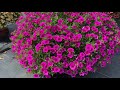 Lucas Greenhouse | Calibrachoa Callie® and Cabrio™ Series | Summer Trials 2022