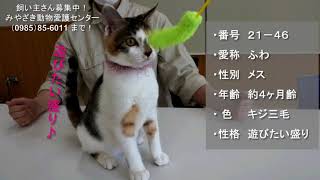 20201126 飼い主さん大募集中です！【みやざき動物愛護センター】