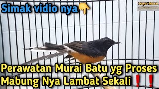 Perawatan Murai Batu yg Proses Mabung nya Lambat❗️