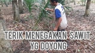 mengatasi sawit doyong