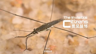 水黾为什么可以优雅地在水上漫步|TIC