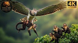 Nam Mỹ: Thiên Đường Của Những Đôi Cánh - Thế giới động vật