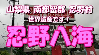 観光気分 ～「忍野八海」　世界遺産だって知ってましたか？～　山梨県 南都留郡 忍野村