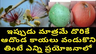 ఆదొండ చెట్టు ఔషధ గుణాలు || medicinal uses || ceylon caper || aadonda || arudonda | capparis