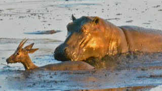 Hippo Kills an Impala That's Stuck in Mud After Lions Chased it