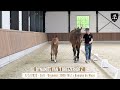 Nr 11 - DYNAMITE VAN 'T BREEZERHOF Z - Strong moving colt out of the Winningmood lineage!