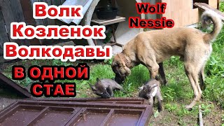 Волк Козленок и Волкодавы в одной Стае / Black Canadian Wolf Nessie /  Goat vs Wolf