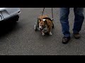 コーギー　ろろちゃん　犬用車椅子