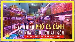 Thám Thính Phố Cá Cảnh Lớn Nhất Chợ lớn Sài gòn | lang thang sài gòn