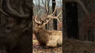 Beautiful male red deer resting on the branch🦌. #safari #life #beautiful #big #love #0007