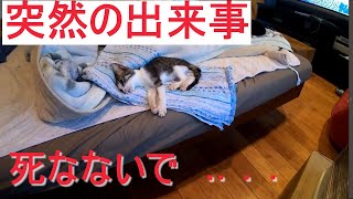 【サンタ君が】突然？入院、