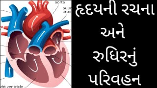 હૃદયની રચના અને રુધિરનું પરિવહન।। Construction of heart and blood Circulation