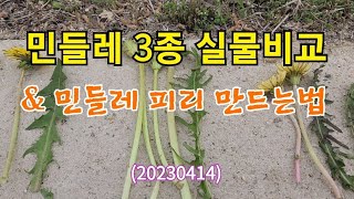 #민들레 3종 실물비교(서양민들레,흰민들레,흰노랑민들레)\u0026 민들레 피리 만드는법(20230414)