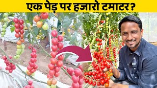 इतने ज्यादा टमाटर के गिनते गिनते थक जाओगे 🍅🍅Tomato Harvesting | Indian Farmer #shorts