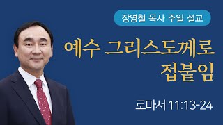 예수 그리스도께로 접붙임 - 로마서 11장 | 기쁜소식전주교회 2024년 11월 17일 | 장영철 목사