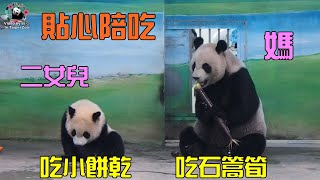 20210501 圓媽的貼心陪吃員，媽媽吃大筍筍圓寶吃小餅乾 The Giant Panda Yuan Bao and Yuan Yuan