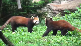 17.05 多摩動物公園 レッサーパンダ アズたろう