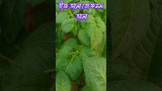 বীজ ভালো তো, ফসল ভালো। #youtubeshort #viralshort #agriculture #কৃষি