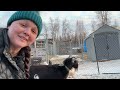 how we raise chickens for free in alaska year round egg supply