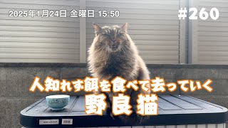 人知れず餌を食べて去っていく野良猫 #260