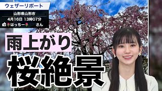 【雨上がりの桜絶景】今後の桜と花粉の予想 2022年4月16日(土)