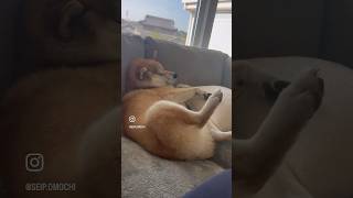 大御所の赤ちゃん返り #柴犬 #おもしろ動画 #dog #shibainu #犬のいる暮らし #shortvideo #shorts