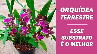 COMO PLANTAR E ONDE CULTIVAR ORQUÍDEA TERRESTRE ZYGOPETALUM