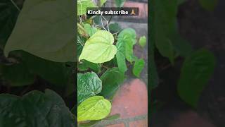 🍃 Healthy Betel Leaf Plant Thriving in My Terrace Garden! 🌿 #விவசாயம்