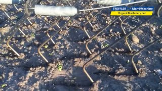 Treffler TS Precision Tine Harrow in germinating horse beans