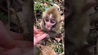So Adorable Monkeys #Monkey #babymonkey, #animals, #Soadorable #ASMR, #Shorts #BeeLeeMonkeyFans 109