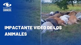 34 vacas murieron en Caquetá luego de que les cayera un rayo en medio de una tormenta