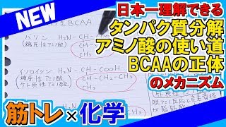 日本一理解できるタンパク質・アミノ酸・ＢＣＡＡの話【タンパク質・プロテイン・アミノ酸・BCAA】