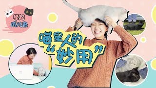 【举起爪儿来】66）萌化！猫咪变身暖手宝逗主人开心