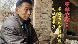 养羊交流5，听老王师傅聊聊羊去尾的最佳时间，及注意事项