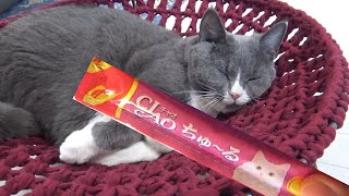 【悲惨】寝ている猫にちゅ～るをあたえた結果…！