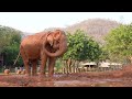 improvement of 87 years old elephant somboon after rescued 2 months at sanctuary elephantnews