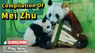 Keeping Up With Mei Zhu: The Cutest Panda Baby Compilation | iPanda