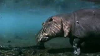 Hippopotamus walking under water