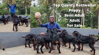 Rottweiler നെ നിങ്ങളുടെ ബഡ്ജറ്റിൽ വാങ്ങാൻ ഒരു അടിപൊളി കെന്നൽ|Rottweiler Kennel|Rottweiler Puppy sale