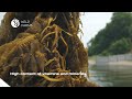 Harvesting brown seaweed Undaria (Wakame), the Sea of Japan 2025