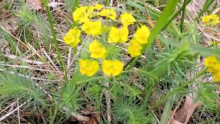 Capital Naturalist: Cypress Spurge