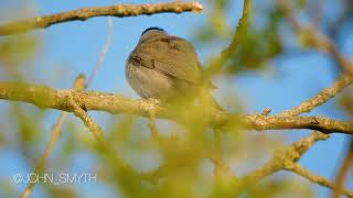 Male blackcap singing