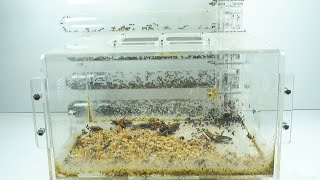 Clean the nest of the native harvest ant, the queen of the native harvest ant 清理原生收获蚁的蚁巢