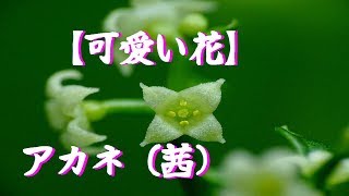 【可愛い花】アカネ（茜）マクロレンズで撮影