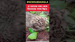 Meteli Tea Garden এর নালা থেকে চিতাবাঘের শাবক উদ্ধার, দেখুন সেই ছবি | Bangla News | #shorts