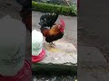 KOKOK SI JAGO MERAH, AYAM KATE #shorts #ayam #ayamhias #viral