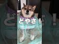 柴犬と一緒に七五三