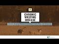Understanding Chronic Wasting Disease in Delaware